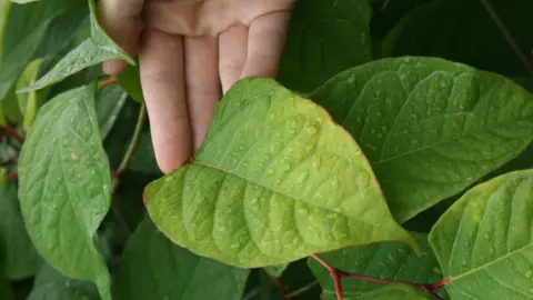 BBC Close-up of knotweed leaf