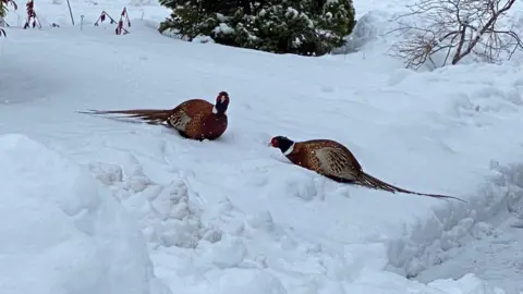 Emma/BBC Weather Watchers Aboyne in Aberdeenshire