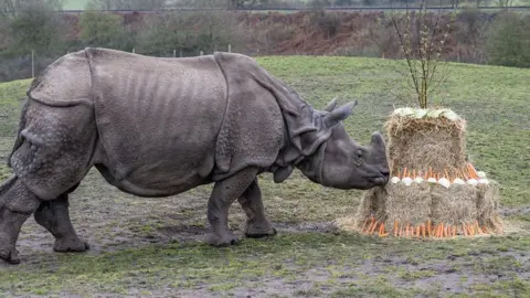 West Midland Safari Park Rhino with "cake"