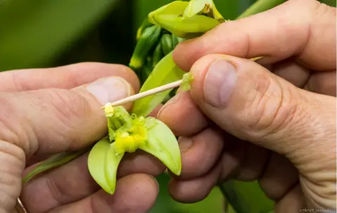 Robert Saunders A man touching an orchid with a toothpick.
