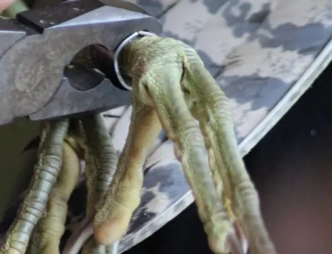 RSPB/Vicky Buckel ringed bittern