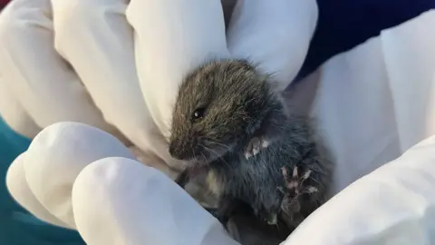 Small Mammal Group, Imperial College A Guernsey vole