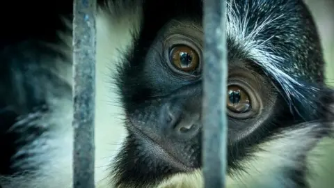 Wade Tregaskis Roloway Monkey (c) Wade Tregaskis