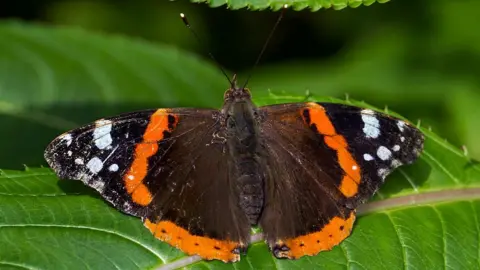 Getty Images Red Admiral butterfly