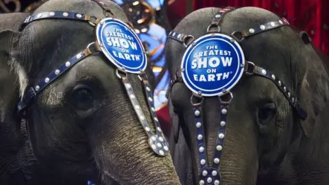 AFP/Getty Images Circus elephants