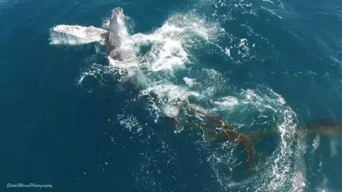 Whale rolling around in seaweed