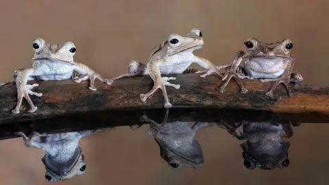 Lee Sutton A photo titled "Three tree frogs sitting on a log" - voted second in Advanced Nature Projected