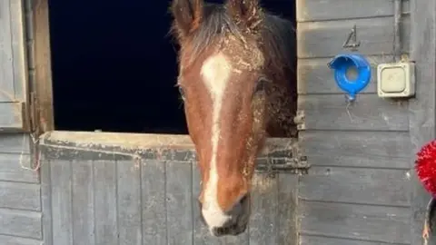 H&IOWFRS Lincoln the horse in stable