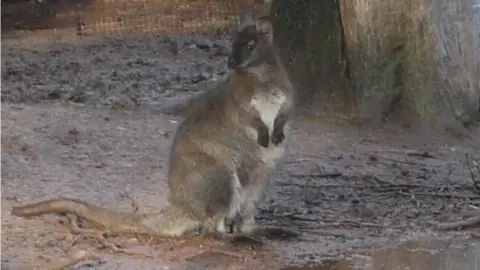 Chris Moiser Captured wallaby