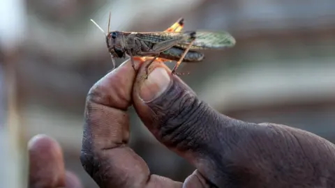 Getty Images Man holds a locust