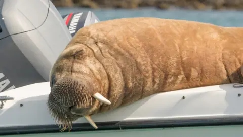 Clonakilty Distillery Wally the walrus on a boat