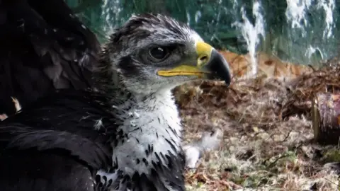 South of Scotland Golden Eagle Project eagle chick