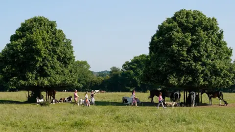 PA Media Dog walkers make their way past horses sheltering under trees on Basingstoke Common, Hampshire