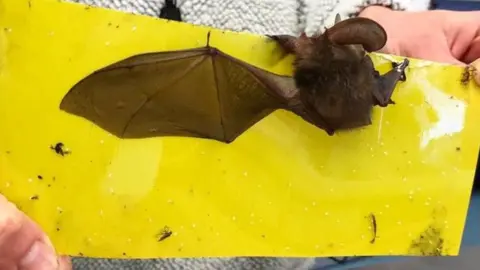 Oak and Furrows Wildlife Rescue Centre Bat stuck on sticky fly paper