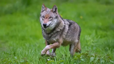 Getty Images A wolf