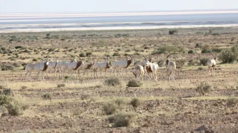 PA Media scimitar-horned oryx