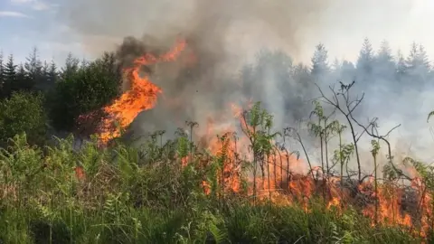 Dorset & Wiltshire Fire and Rescue Wildfire