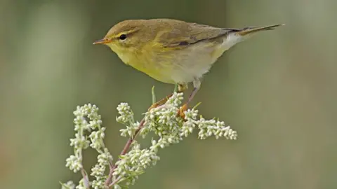 Getty Images Willow warbler