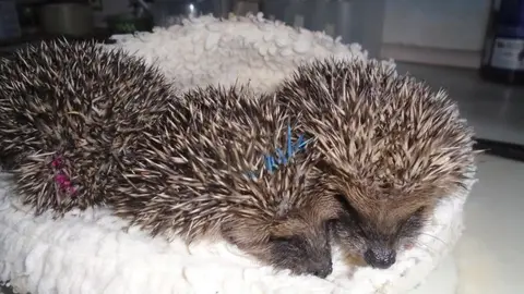 Jersey Hedgehog Preservation Group Hedgehogs