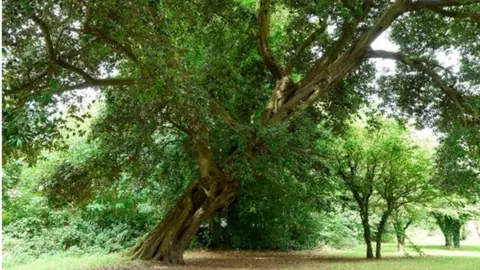 Photo: M Cooper/Woodland Trust The Holm Oak, Kilbroney Park, Rostrevor, County Down