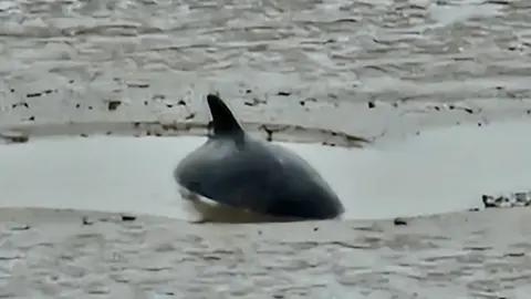 Hull Coastguard Rescue Team Stranded porpoise