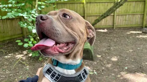 RSPCA Draygo is 'smiling', he has his tongue out and appears happy. He is wearing a harness and is being held by a carer.