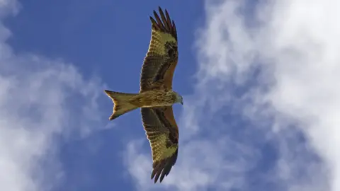 Rod Cleasby Red Kite, flying over Christmas Common