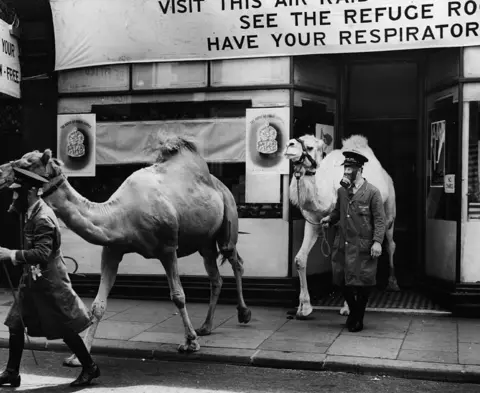 Getty Images Camels getting fitted with gas masks