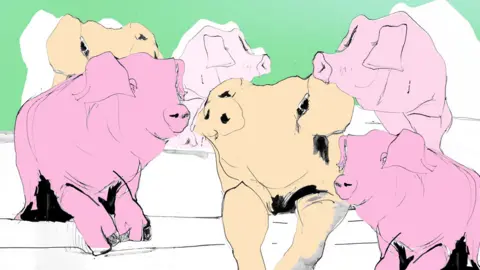 BBC Illustration of a pig