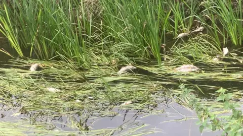 BBC Dead fish in the River Ray in Wiltshire