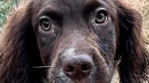 Anne-Marie Millard The close-up face of a brown and white dog with long ears and eyes wide open.