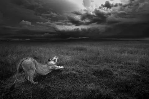 Joel Fischer A black and white image of a lioness stretching.