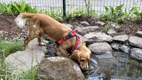 PA A light brown dog in a red harness sips water from a pond surrounded by large grey stones. 