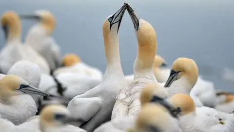 Getty Images Gannets at Bass Rock