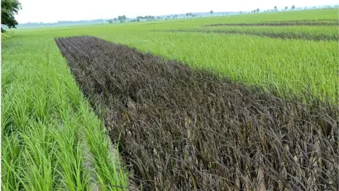 Shankar Patnaik Rice field