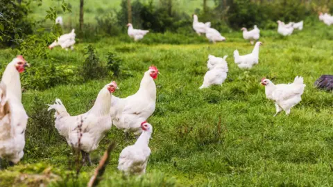 Getty Images Chickens