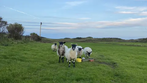 Orlagh Cecil Sheep in a field