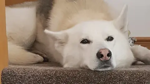 Jim French Husky-type dog Harry