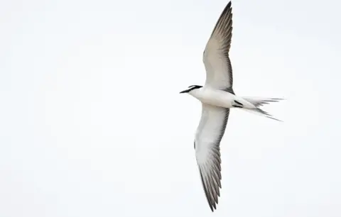 Romano da Costa Bridled Tern on the Ecrehous
