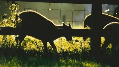diana steriopulos Isle of Man Manx Loaghtan Sheep