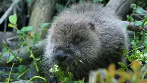 Beaver at Spains Hall Estate in Essex