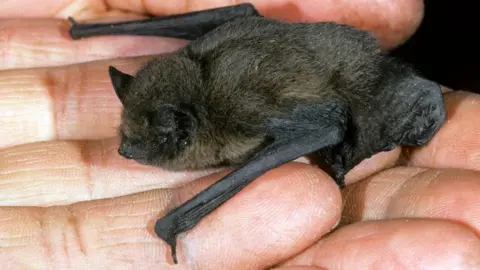 Getty Images Nathusius' pipistrelle