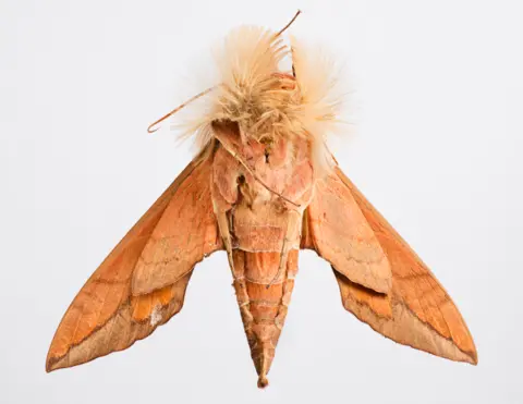 NHM Anchemola sphinx moth