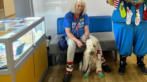 Katherine Ganczakowski/BBC Paula Dolan sitting on a padded bench, wearing a bright blue T-shirt saying Pets as Therapy, grey jeans and festive leg-warmers. She is holiding her dog in her left hand. It has long fair fur and is wearing green festive socks on its front paws. 