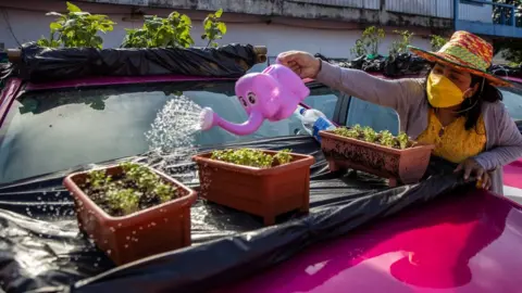 Getty Images Thai staff members of the Ratchaphruek Taxi Cooperative water their community vegetable garden that was built on top of out of use Thai taxis on September 13, 2021 in Bangkok, Thailand.