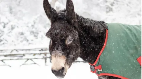 The Donkey Sanctuary Oscar the donkey