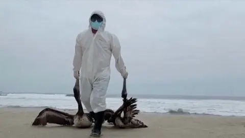 Reuters A man in protective clothes removes two dead pelicans from a beach in Peru