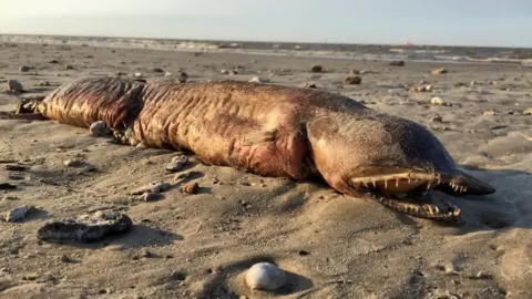 Twitter/@preetalina Image shows the fanged creature washed up on the beach