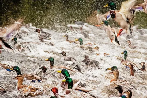 Paul Grant A photo of ducks titled "Duck Stampede" - voted first in Advanced Nature Print