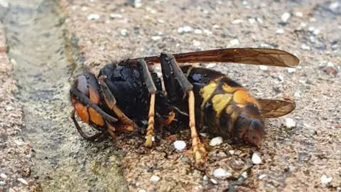 Julie Rayson Asian Hornet lying on wall